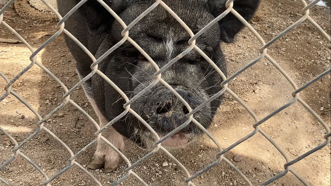 A close-up photograph taken of a black-and-pink-haired potbelly pig. They have a chubby face and an inquisitive look towards the camera. The pig is behind a chain-link fence and one of their hooves is visible as they take a step forward.