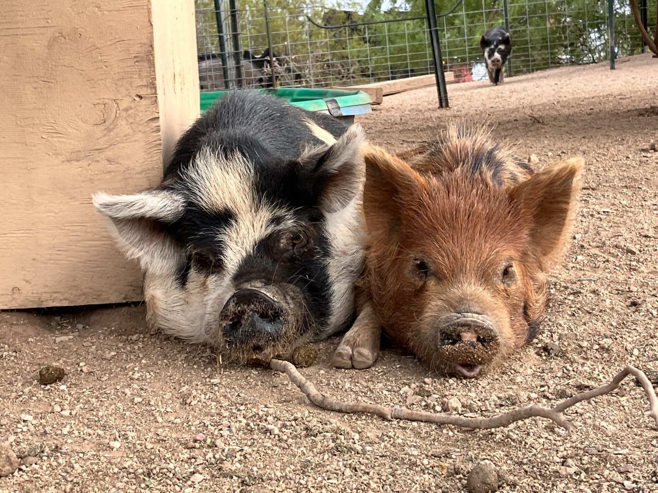 A close-up, ground-level photo of two fluffy kunekune pigs laying down side-by-side against a wooden house facing the camera. They are touching shoulders. One has golden orange fur with black markings. The other one has black fur with white markings. The ground is sandy and rocky and there are several trees in the distance.