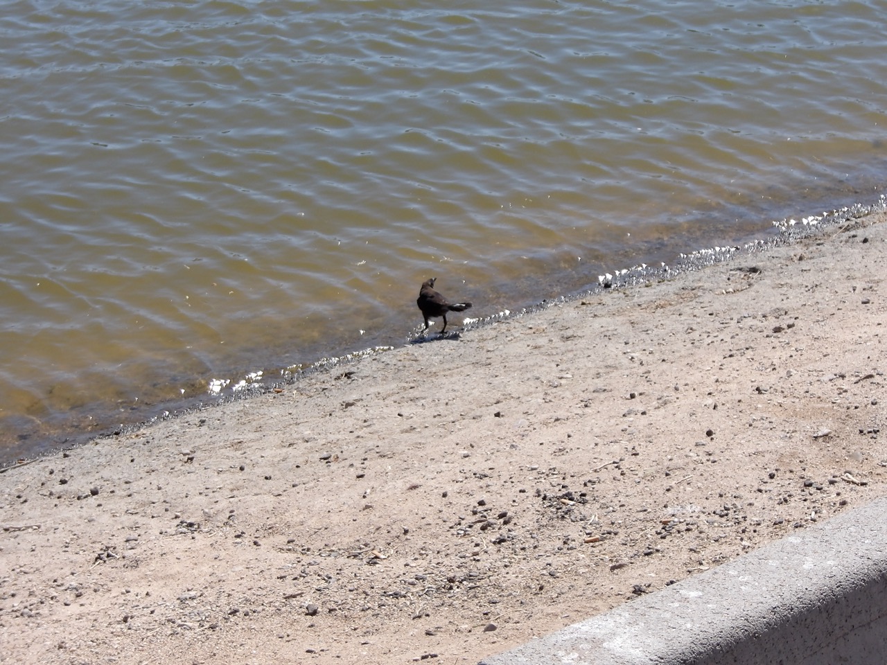 A photo looking down at a black raven standing on the sand at water's edge. The water is a murky brown and has a very fine rippled pattern. The bird is facing away from the camera, looking up at to the right.