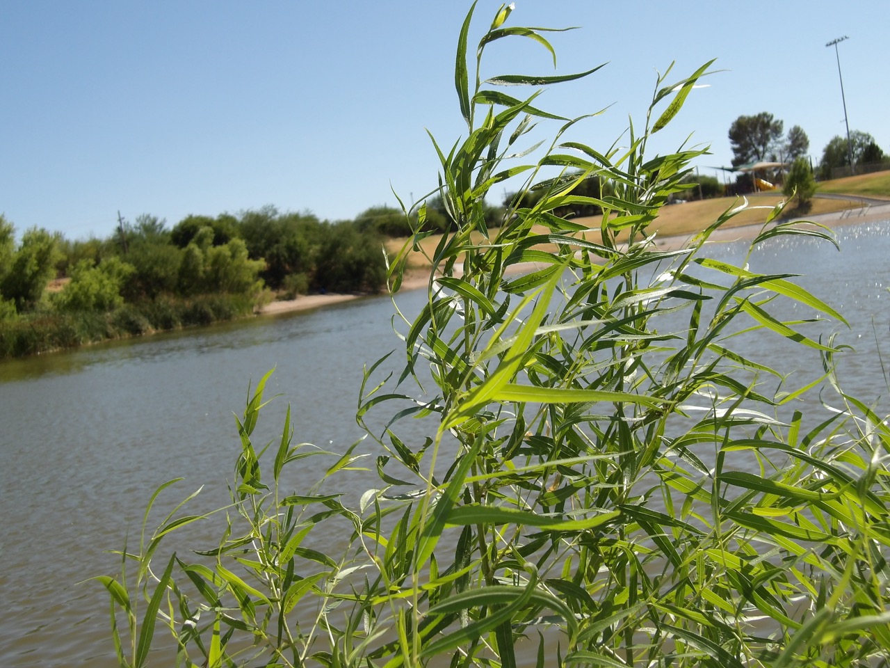 A close-up shot on some leaves of a plant about a foot away from the camera. In the background is a pond and a spattering of trees at the coastline. The sky is clear and quite a muted blue.